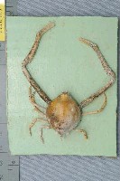 藏品(遁行長臂蟹)的圖片